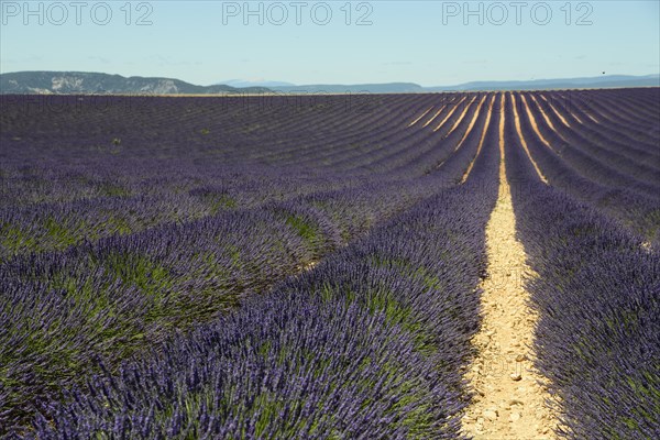 Flowering lavender