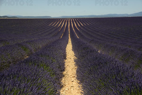 Flowering lavender