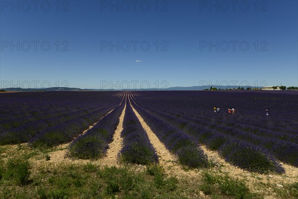 Flowering lavender