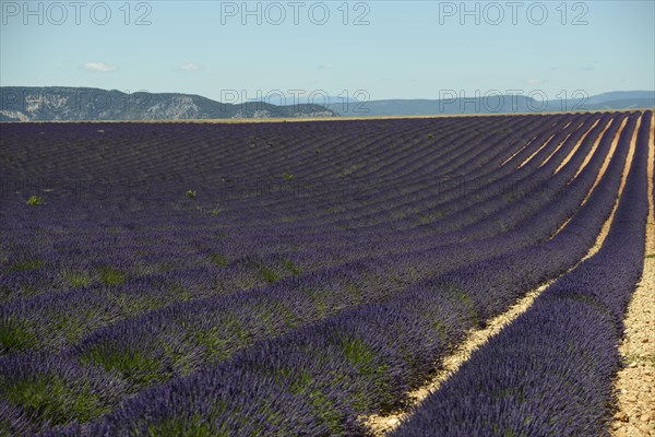 Flowering lavender