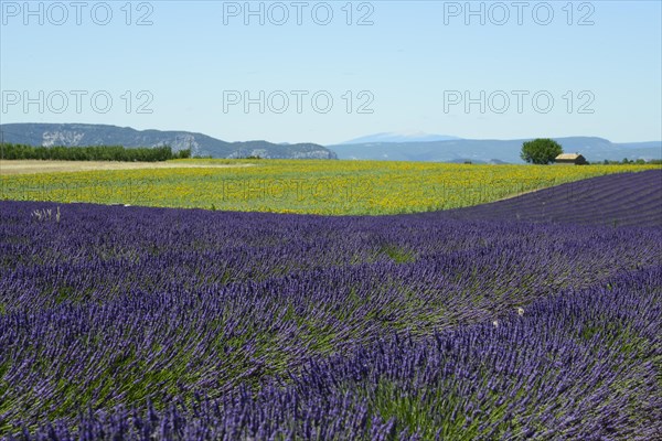 Flowering lavender