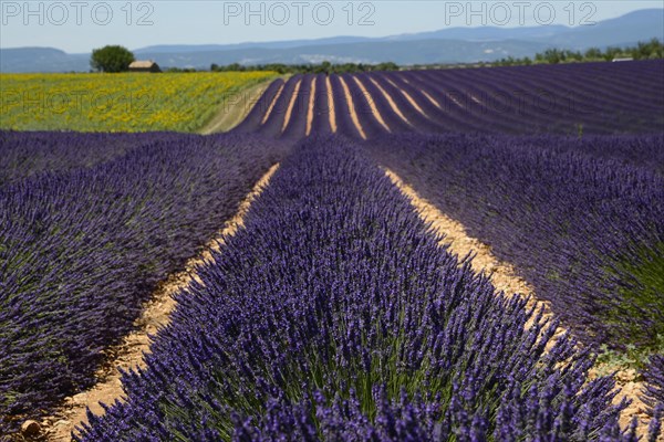 Flowering lavender