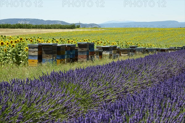 Flowering lavender