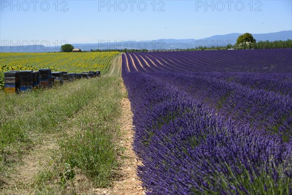 Flowering lavender