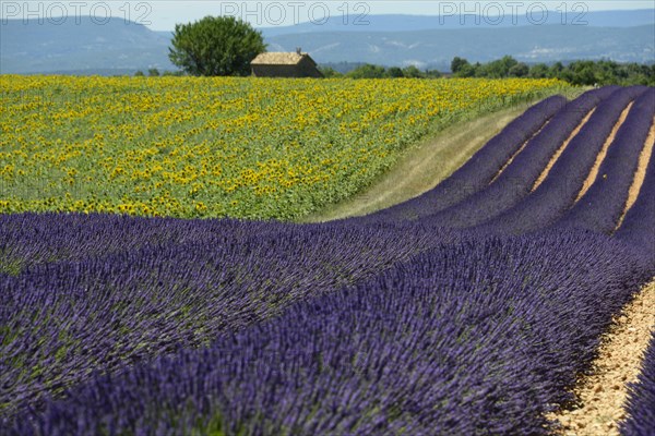 Flowering lavender