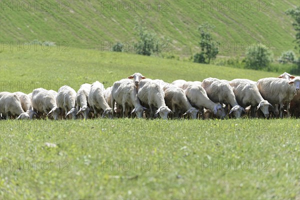 Sheep in a flock of sheep in a meadow