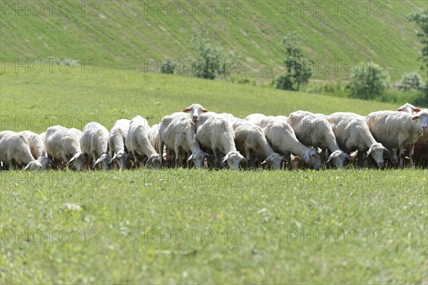 Sheep in a flock of sheep in a meadow