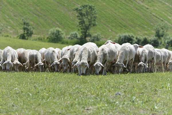 Sheep in a flock of sheep in a meadow
