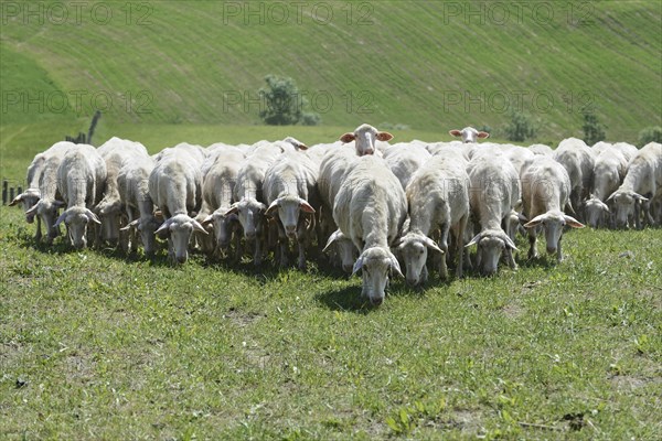 Sheep in a flock of sheep in a meadow