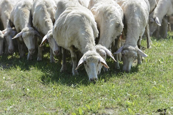 Sheep in a flock of sheep in a meadow