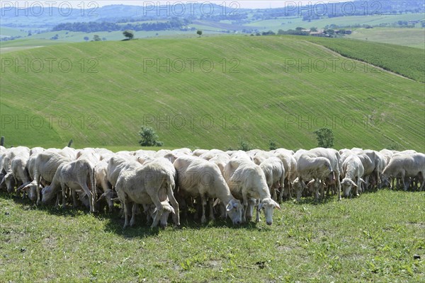 Sheep in a flock of sheep in a meadow