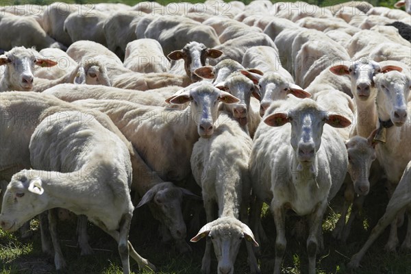 Sheep in a flock of sheep in a meadow