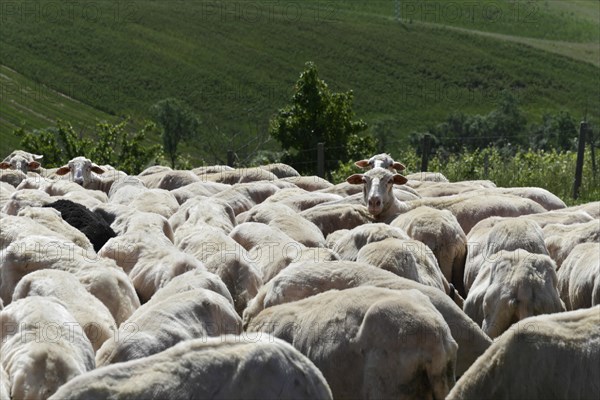 Sheep in a flock of sheep in a meadow