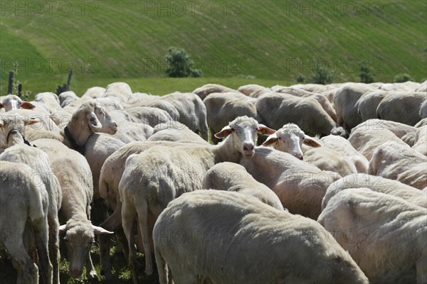 Sheep in a flock of sheep in a meadow