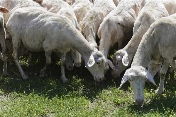 Sheep in a flock of sheep in a meadow