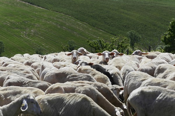 Sheep in a flock of sheep in a meadow