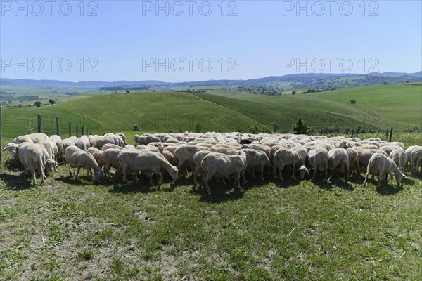 Sheep in a flock of sheep in a meadow