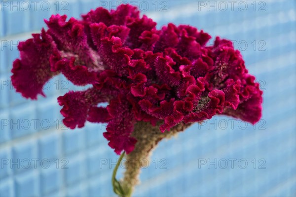 Cockscomb