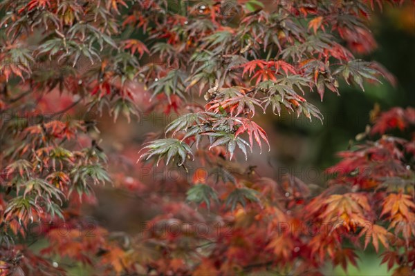 Japanese fan maple