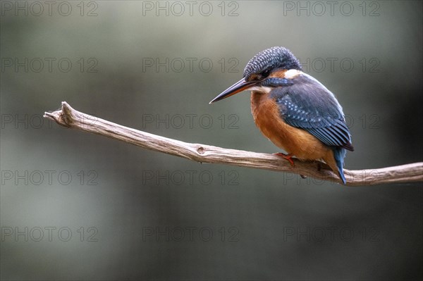 Common kingfisher