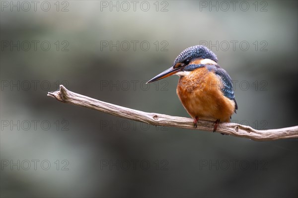 Common kingfisher