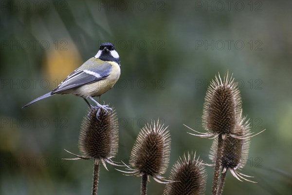 Great Tit