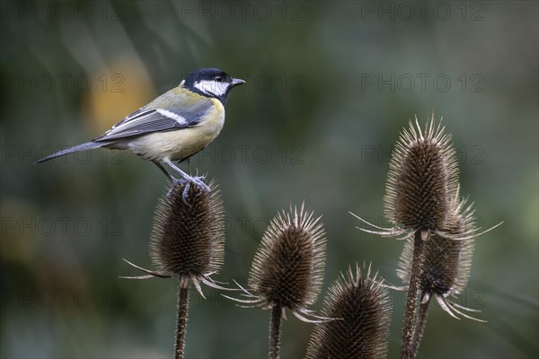 Great Tit