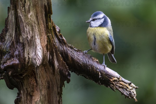 Blue Tit