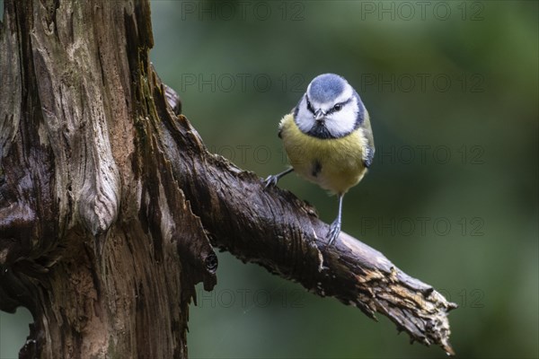 Blue Tit