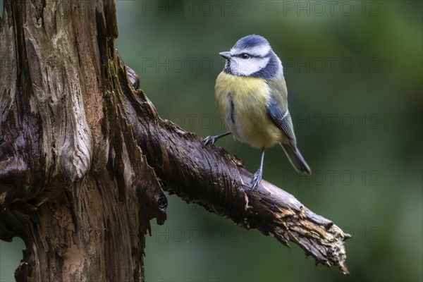 Blue Tit