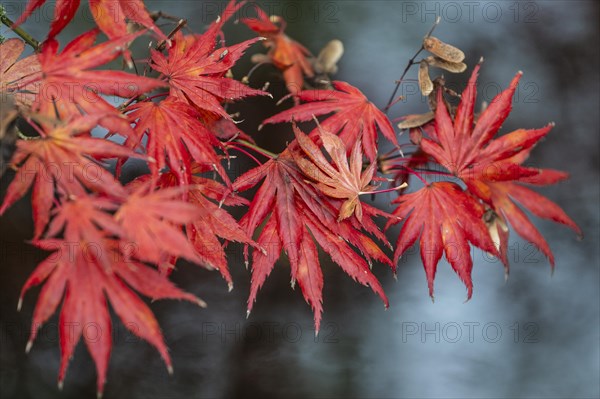 Japanese fan maple