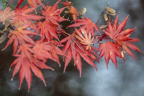 Japanese fan maple