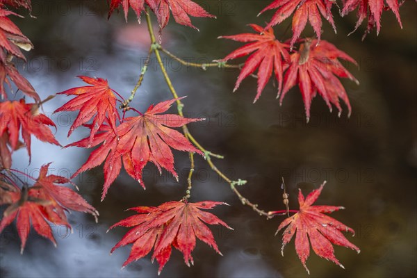 Japanese fan maple