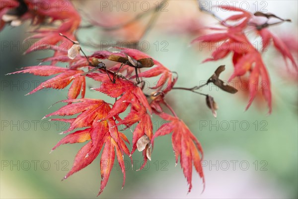 Japanese fan maple