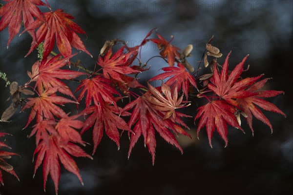 Japanese fan maple