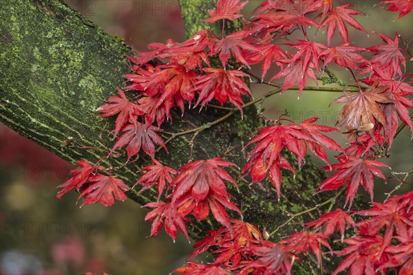 Japanese fan maple