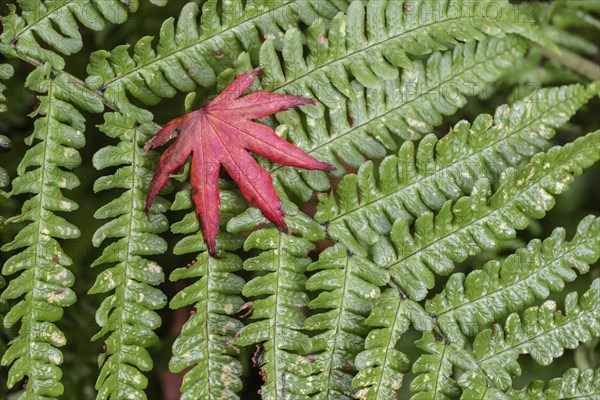 Leaf of the Japanese fan maple