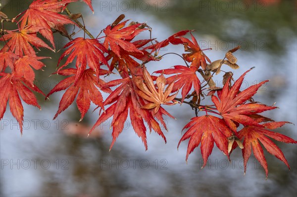 Japanese fan maple