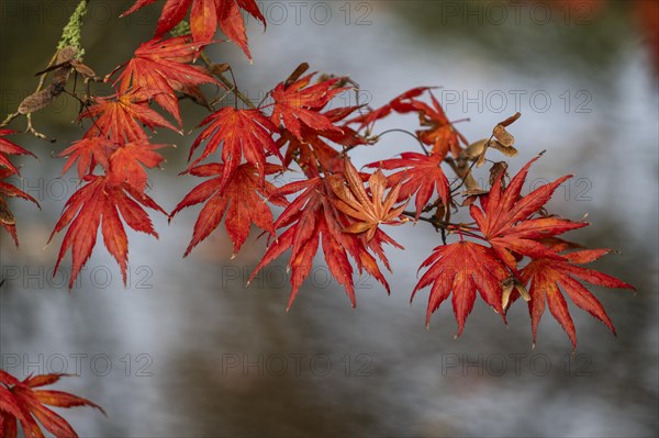 Japanese fan maple