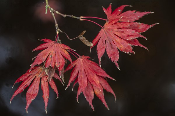 Japanese fan maple