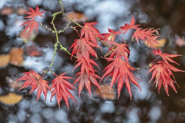 Japanese fan maple