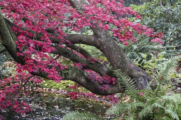 Japanese fan maple