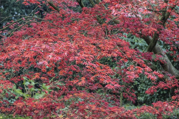 Japanese fan maple