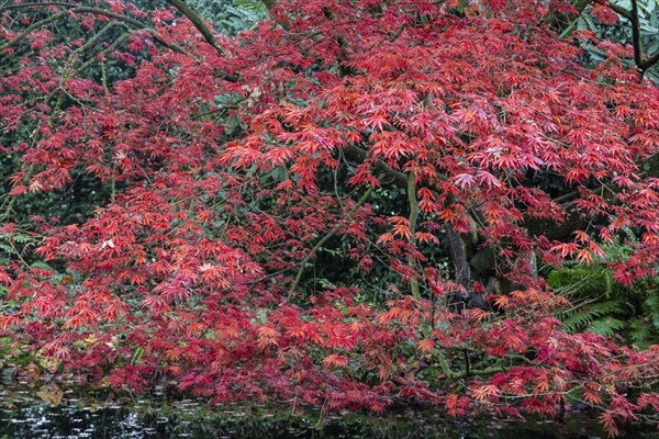 Japanese fan maple