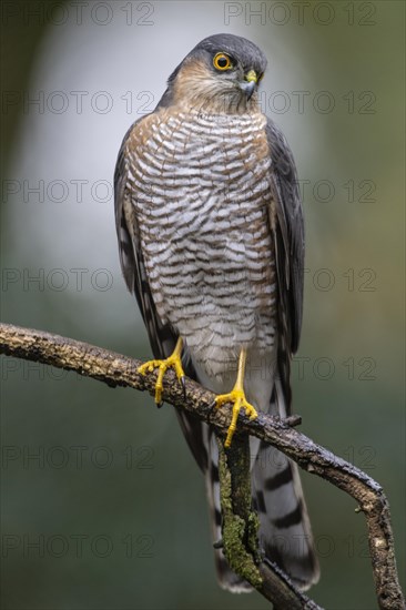 Eurasian sparrowhawk