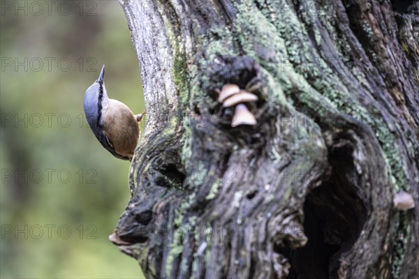 Eurasian nuthatch