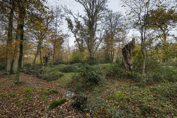 Autumnal Hutewald