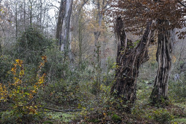 Autumnal Hutewald