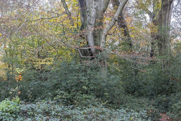 Autumnal Hutewald