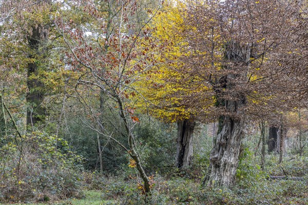 Autumnal Hutewald